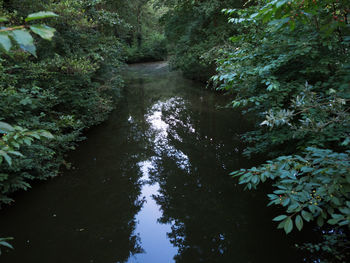 High angle view of river amidst trees in forest