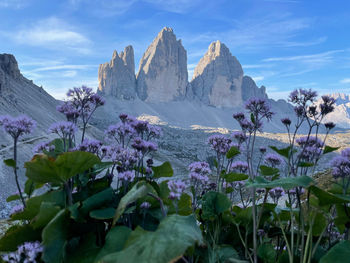 Purple flowering plants on mountain against sky