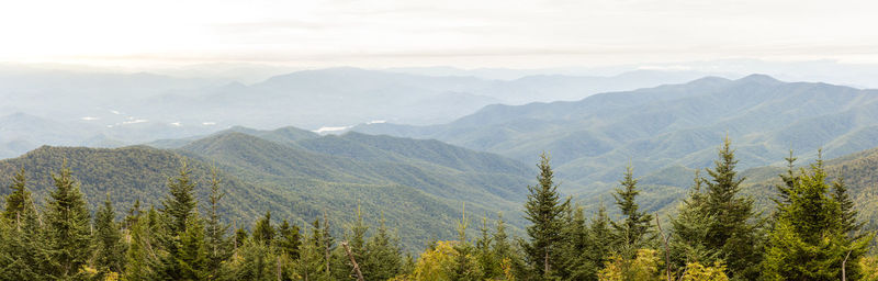 Scenic view of mountains and pine trees