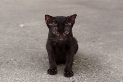 Portrait of black cat