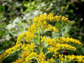 Close-up of yellow flowering plant