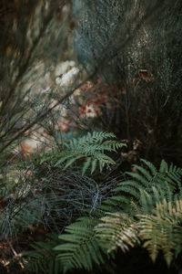 Close-up of fern in forest