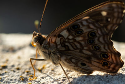 Close-up of butterfly