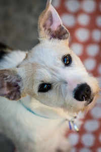 Close-up portrait of dog