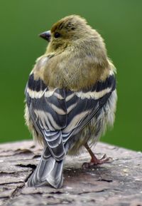 Close-up of bird perching on wood