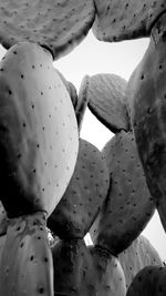 Close-up of prickly pear cactus