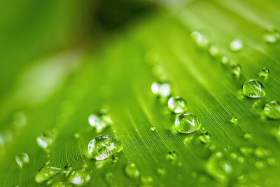 Close-up of raindrops on green leaves