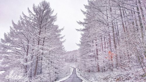 Low angle view of bare trees against clear sky