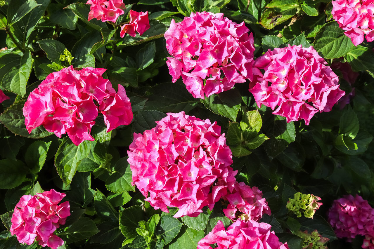 HIGH ANGLE VIEW OF PINK FLOWERING PLANT