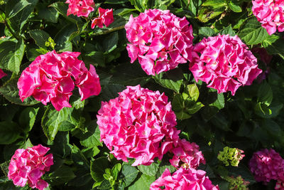 High angle view of pink flowering plants