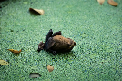 High angle view of a bird