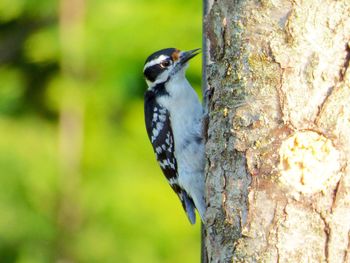 Close-up of bird perching on tree trunk