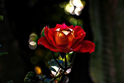 Close-up of rose plant