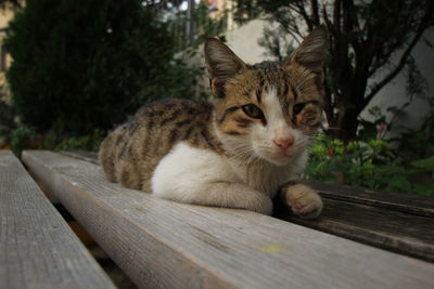 Cat / sleeping cat / beautiful cat