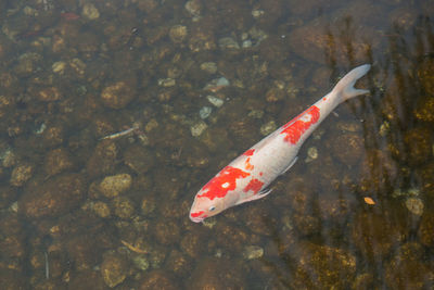 High angle view of fish swimming in sea