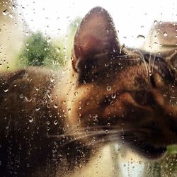 Close-up of water drops on glass