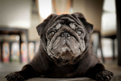 Close-up portrait of dog