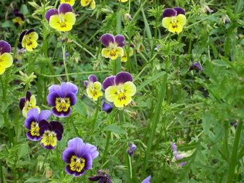 Close-up of purple crocus blooming on field