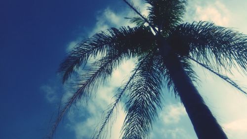 Low angle view of palm tree against blue sky