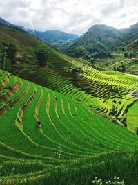 Scenic view of agricultural field