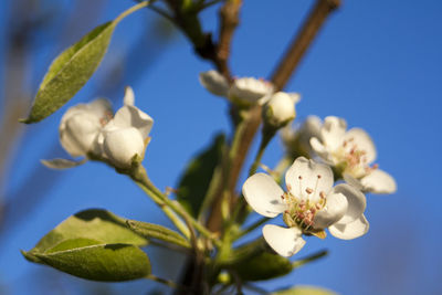 Close-up of plum blossoms against sky