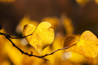 Close-up of yellow leaves during autumn