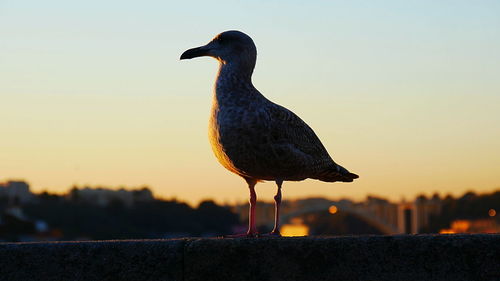 Close-up of bird perching on retaining wall against clear sky