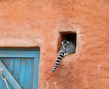 View of an animal on wall