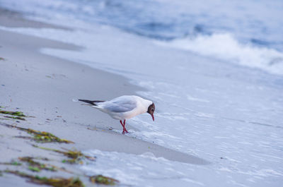 Side view of black-headed gull perching on shore at beach