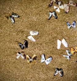 High angle view of shells on beach