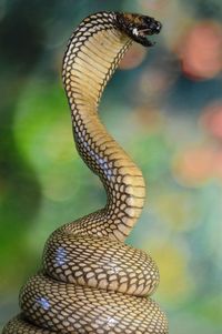 Close-up of a lizard