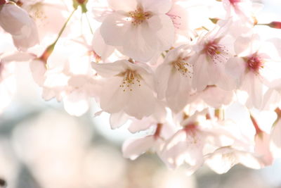 Close-up of pink cherry blossoms