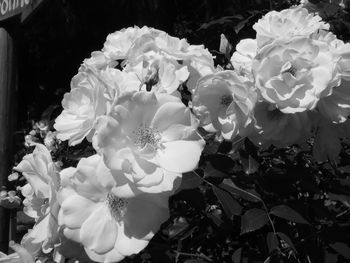 Close-up of flowers