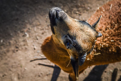 High angle view of dog on field