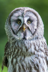 Close-up portrait of a owl