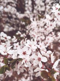 Close-up of cherry blossoms in spring