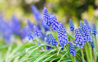 Close-up of purple flowering plants