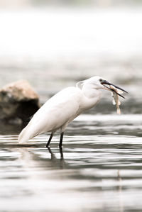 Egret with fish