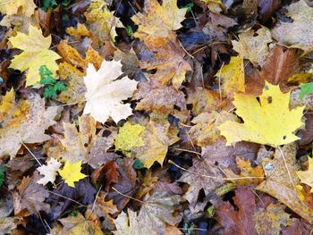 Close-up of fallen maple leaves