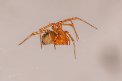 Close-up of spider