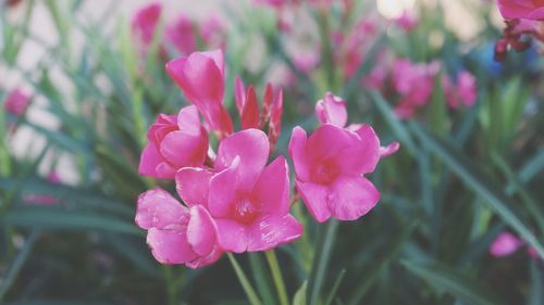 Close-up of pink flowering plant