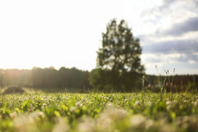 Scenic view of grassy field against clear sky