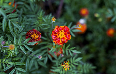 Close-up of flowering plants in park