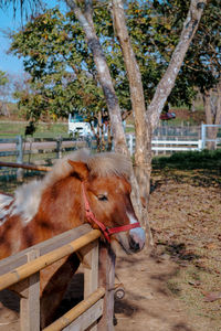 Close-up of cow