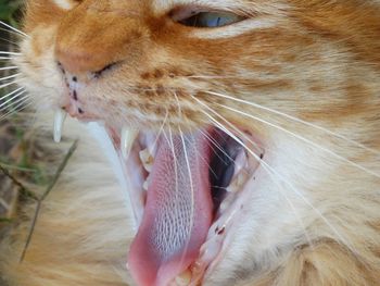 Close-up of cat yawning