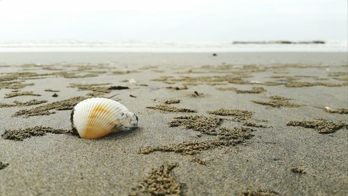 Close-up of snail on beach