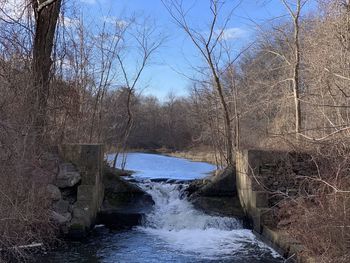 Scenic view of river flowing through forest