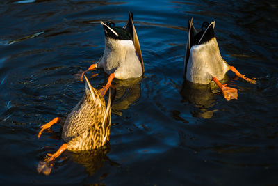 High angle view of ducks swimming in lake