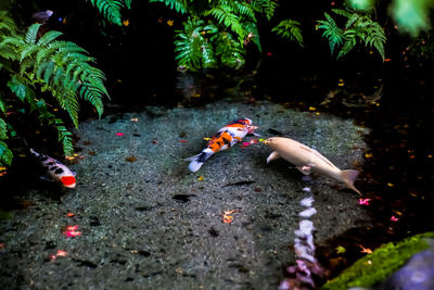 jungle
