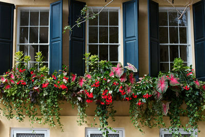 Flower plants growing outside building